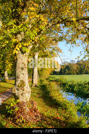 Ruisseau et arbres en automne dans le soleil du matin, à Arundel, West Sussex, Angleterre, Royaume-Uni. Vertical, portrait. Banque D'Images