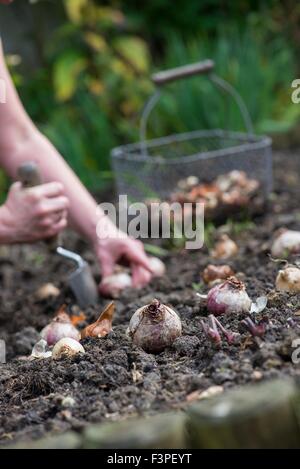 La plantation de bulbes de printemps jardinier femelle. Banque D'Images