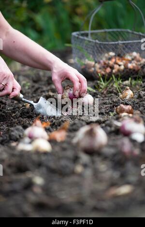 La plantation de bulbes de printemps jardinier femelle. Banque D'Images