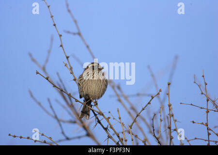 White-browed Rosefinch (Carpodacus thura) dans le Nord de la Chine Banque D'Images