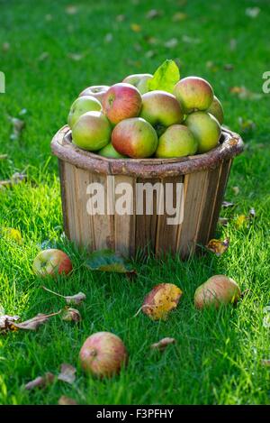 Le seau en bois de chablis les pommes. Banque D'Images