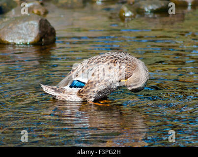 Canard colvert femelle echelle et battre des ailes sur l'eau peu profonde. Banque D'Images