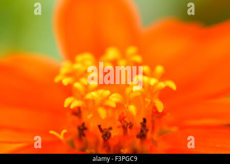 Zinnia fleur dans le jardin Banque D'Images