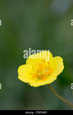 ; Tormentille Potentilla erecta fleur ; Cornwall, UK Banque D'Images