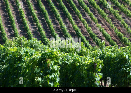 Vignes, Patrimonio, Corse Banque D'Images