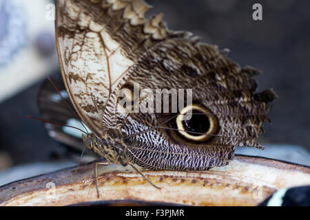 Un hibou Papillon (Caligo memnon) l'alimentation. Banque D'Images