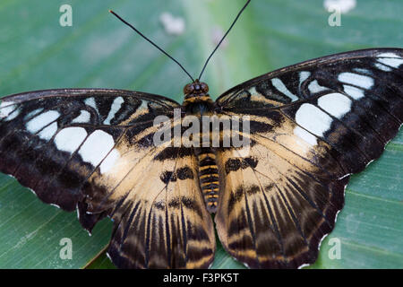 Clipper (Papillon Parthenos Sylvia) Banque D'Images