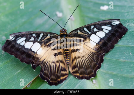 Clipper (Papillon Parthenos Sylvia) Banque D'Images