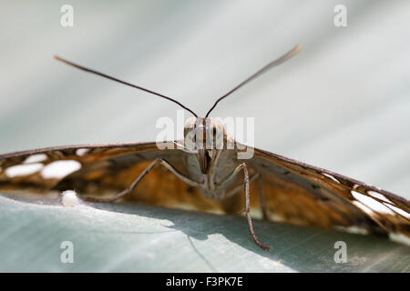 Clipper (Papillon Parthenos Sylvia) Banque D'Images