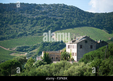 Une ferme au milieu des vignes, Patrimonio, Corse Banque D'Images