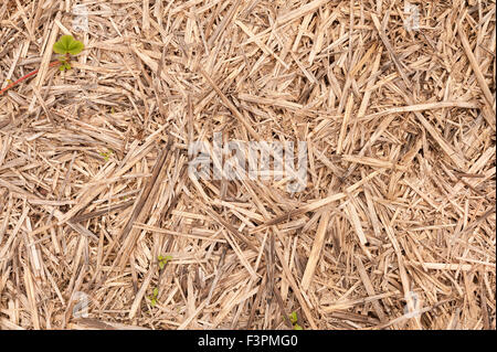 Paille blanchie sun altérés utilisée comme suppresseur de mauvaises herbes organiques dans l'agriculture pour aussi garder à l'humidité et de soleil outre de racines des plantes Banque D'Images