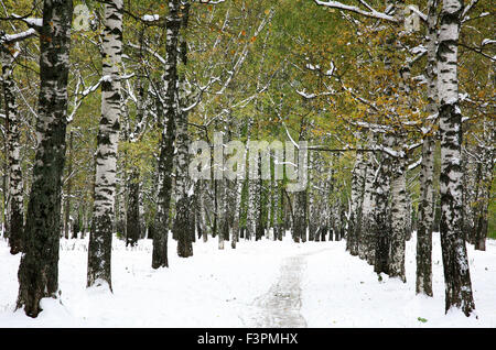 Première neige dans le parc en automne Banque D'Images