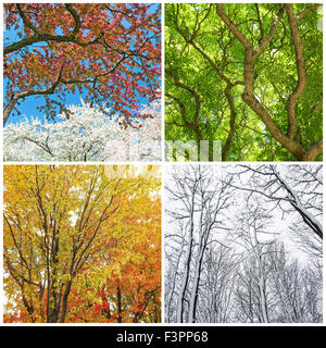 Quatre saisons. Les arbres au printemps, été, automne et hiver. Collage de 4 photos. Banque D'Images