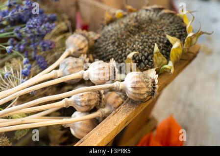 Collection de jardin seedheads. Banque D'Images