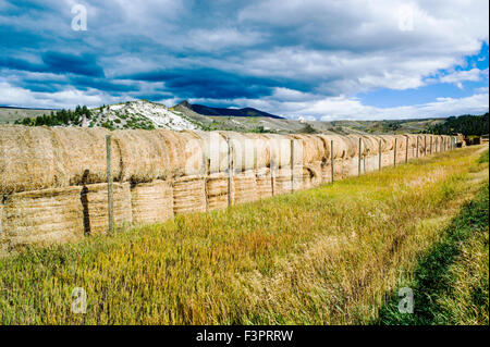 Vaste panorama videw laminées de ballots de foin près de Yampa, Colorado, USA Banque D'Images