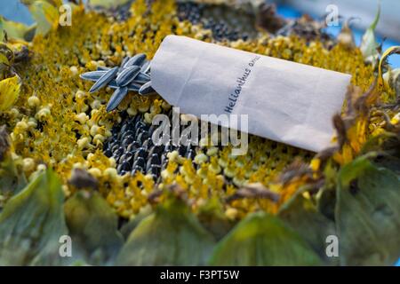 La collecte de semences de tournesol géant mongol, England UK Banque D'Images