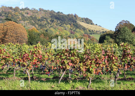 Vignoble Denbies Dorking, Surrey, UK. 11 octobre 2015. L'après-midi au soleil glorieux vignoble Denbies sur les pentes de la craie des North Downs à Surrey, à Fort Hill au-delà. Certains des raisins ont déjà été récoltés mais où ils sont encore de la vigne il y a une récolte impressionnante sur l'écran. Credit : Julia Gavin UK/Alamy Live News Banque D'Images