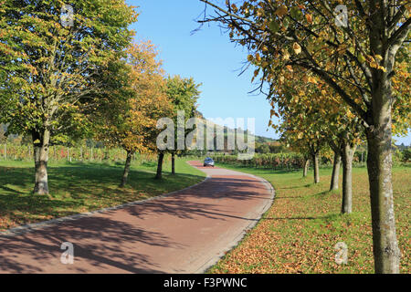 Vignoble Denbies Dorking, Surrey, UK. 11 octobre 2015. L'après-midi au soleil glorieux vignoble Denbies sur les pentes de la craie des North Downs à Surrey, à Fort Hill au-delà de montrer des signes d'automne couleur. Credit : Julia Gavin UK/Alamy Live News Banque D'Images