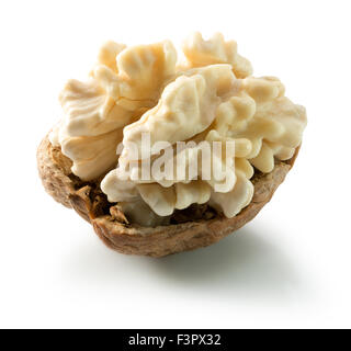 Jeune noyer isolé sur le fond blanc. Banque D'Images