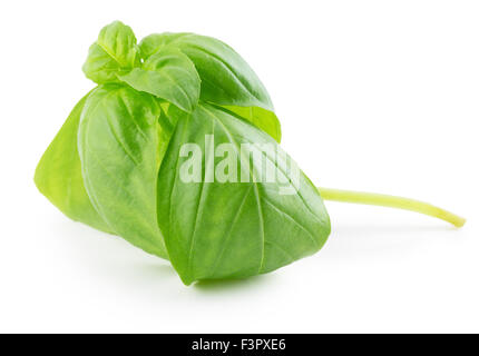 Les feuilles de basilic isolé sur le fond blanc. Banque D'Images