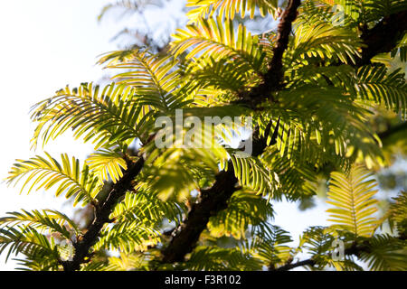 Metasequoia glyptostroboides, Dawn redwood Tree, gros plan des feuilles Banque D'Images