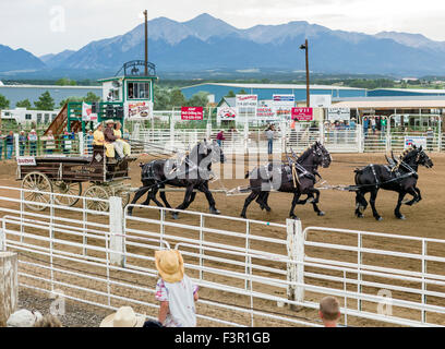 Famille Yoder, Amish, défilé dans leur chariot, tiré par six chevaux percherons, Chaffee County Fair & Rodeo, Salida, Colorado, USA Banque D'Images