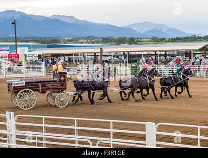 Famille Yoder, Amish, défilé dans leur chariot, tiré par six chevaux percherons, Chaffee County Fair & Rodeo, Salida, Colorado, USA Banque D'Images