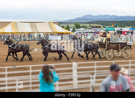 Famille Yoder, Amish, défilé dans leur chariot, tiré par six chevaux percherons, Chaffee County Fair & Rodeo, Salida, Colorado, USA Banque D'Images