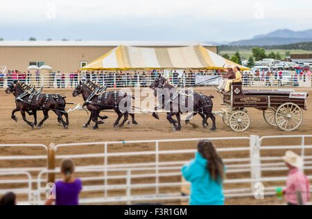 Famille Yoder, Amish, défilé dans leur chariot, tiré par six chevaux percherons, Chaffee County Fair & Rodeo, Salida, Colorado, USA Banque D'Images