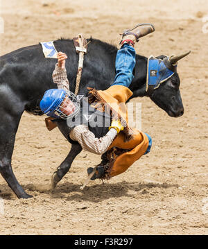 Les jeunes d'une petite chute de cow-boy s'orientent dans la direction de la concurrence d'équitation Junior, Chaffee County Fair & Rodeo, Salida, Colorado Banque D'Images