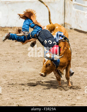 Les jeunes d'une petite chute de cow-boy s'orientent dans la direction de la concurrence d'équitation Junior, Chaffee County Fair & Rodeo, Salida, Colorado Banque D'Images