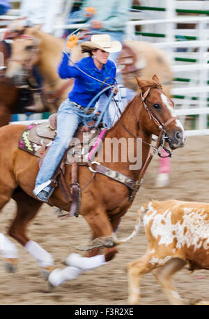 Rodeo Cowboy et cowgirl sur l'équipe de concurrents, de veaux au lasso ou à la corde de retenue, événement Chaffee County Fair & Rodeo, Salida Banque D'Images