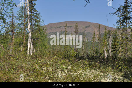 Randonnée sur le plateau de Putorana de la taïga. Paysage de forêt en Sibérie orientale, Russie. Banque D'Images