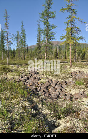 Randonnée sur le plateau de Putorana de la taïga. Paysage de forêt en Sibérie orientale, Russie. Banque D'Images