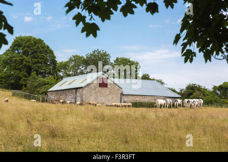 Étable dans le champ avec le bétail, moutons et vaches, Corfe, Dorset, au sud-ouest de l'Angleterre Banque D'Images