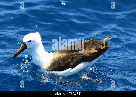 Albatros à nez jaune de l'océan Indien (Thalassarche carteri) dans le NSW, Australie Banque D'Images