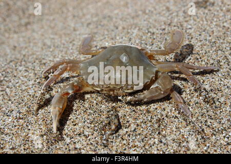 Crabe Liocarcinus debout dans le sable Banque D'Images