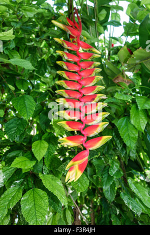 Key West Florida,Keys,Whitehead Street,The Ernest Hemingway Home & Museum,propriété,Heliconia rostrata inflorescence,Hanging Lobster Claw,False Bird of Banque D'Images