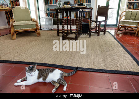 Key West Florida,Keys,Whitehead Street,The Ernest Hemingway Home & Museum,étude,bibliothèque,Cat,FL150509022 Banque D'Images