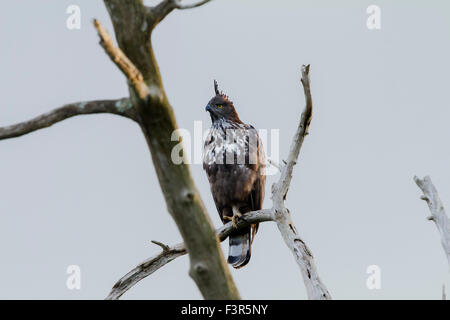 La variable hawk-crested eagle ou hawk-eagle (Nisaetus cirrhatus) Banque D'Images