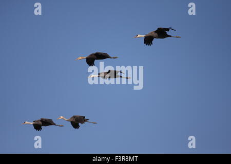 (Grus monacha Hooded Crane) dans Izumi,kagoshima, Japon Banque D'Images