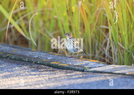 Pechora Sprague (Anthus gustavi) au Japon Banque D'Images