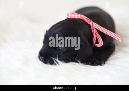 Cocker Anglais chiot de fourrure noire avec ruban Banque D'Images