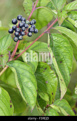 Baies de cornouiller - Cornus sanguinea broussaille calcaires Banque D'Images