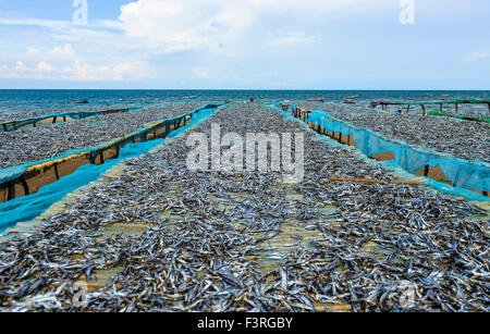 Marché aux poissons en plein air au bord du lac Malawi, Malawi, Afrique Banque D'Images