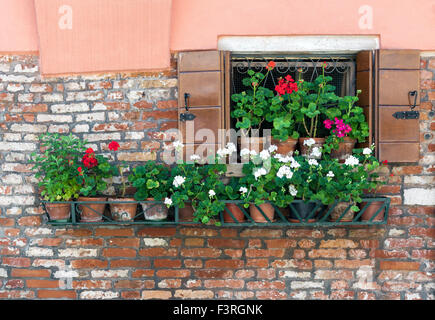 Fenêtre ouverte sur une rangée de pots de fleurs en fleurs à Venise, Italie Banque D'Images
