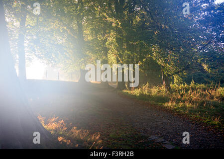 Padley Gorge, Grindleford, Derbyshire, UK:12 octobre 2015 froid glacial.pour commencer la journée dans la région de la vallée de l'espoir autour du Peak District.grand matin pour chien Marcheurs et randonneurs . Credit : IFIMAGE/Alamy Live News Banque D'Images