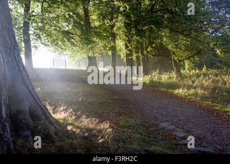Padley Gorge, Grindleford, Derbyshire, UK:12 octobre 2015 froid glacial.pour commencer la journée dans la région de la vallée de l'espoir autour du Peak District.grand matin pour chien Marcheurs et randonneurs . Credit : IFIMAGE/Alamy Live News Banque D'Images