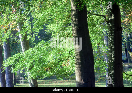 Padley Gorge, Grindleford, Derbyshire, UK:12 octobre 2015 froid glacial.pour commencer la journée dans la région de la vallée de l'espoir autour du Peak District.grand matin pour chien Marcheurs et randonneurs . Credit : IFIMAGE/Alamy Live News Banque D'Images