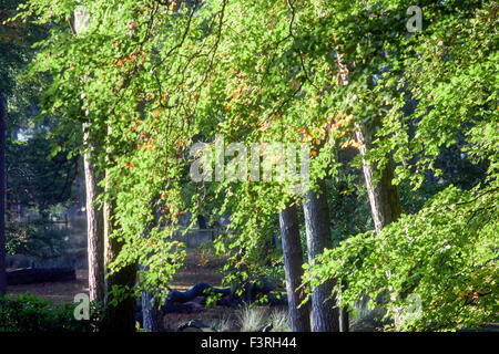 Padley Gorge, Grindleford, Derbyshire, UK:12 octobre 2015 froid glacial.pour commencer la journée dans la région de la vallée de l'espoir autour du Peak District.grand matin pour chien Marcheurs et randonneurs . Credit : IFIMAGE/Alamy Live News Banque D'Images